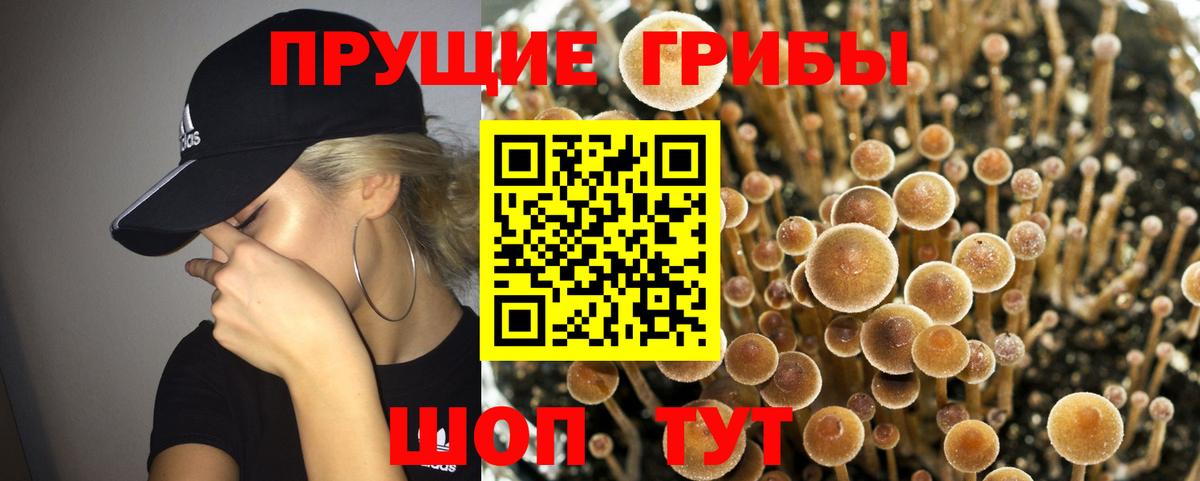 как найти наркотики  Вход с VPN  Галлюциногенные грибы Psilocybine cubensis  Соликамск  Псилоцибиновые грибы GOLDEN TEACHER 